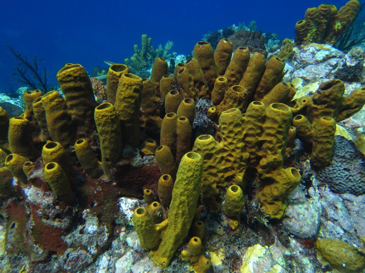 海底海绵