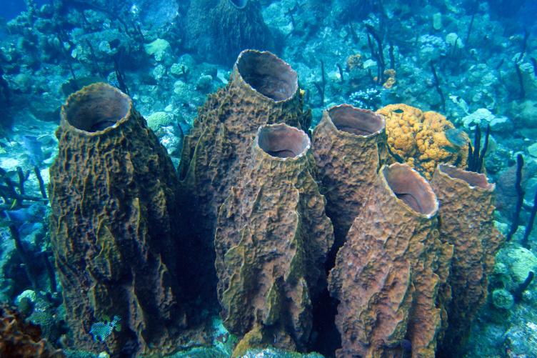 珊瑚礁上的海绵