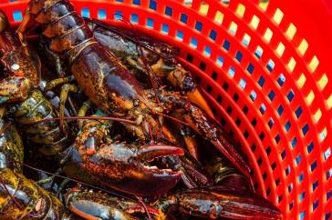 Freshly caught lobsters in a bright orange plastic catch container.