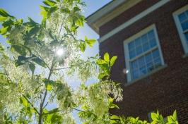 阳光透过树枝照射在新罕布什尔达勒姆的主要研究校园