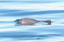 小头鼠海豚，世界上最小最稀有的海豚