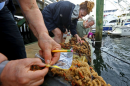 一组海洋科学家在马萨诸塞州的教皇岛码头调查入侵物种